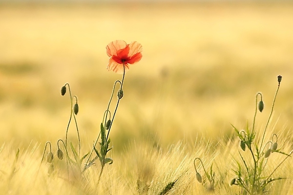 포토 JPG 해외이미지 식물 꽃잎 꽃 실루엣 백그라운드 밭 농업 자연 아침 사람없음 야외 빨간색 빛 농작물 컬러풀 햇빛 태양 뷰티 일출 환경 일몰 봄 새벽 활발 들꽃 성장 벚꽃 시골 신선 개화 묘사 꽃가루 양귀비 내추럴 해외포토 주간 자연요소 계절 산업 컬러 컨셉 촬영기법 노을 가루 생태계 파일형식 이미지허브