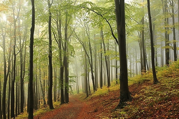 포토 JPG 해외이미지 나무 계절 공원 길 여행 백그라운드 낙엽 잎 자국 자연 날씨 풍경 사람없음 야외 초록색 노란색 평화 활발 하이킹 안개 가을 나뭇가지 시골 황금 숲 신비 오솔길 공상 마법 10월 내추럴 방법 뿌연 해외포토 식물 공공시설 컬러 컨셉 레저 날짜 생태계 파일형식 이미지허브