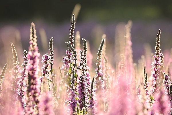 포토 JPG 해외이미지 꽃잎 분홍색 사람없음 햇빛 환경 보라색 새벽 들꽃 이슬 묘사 꽃가루 라벤더 많음 해외포토 자연요소 꽃 컬러 컨셉 태양 가루 허브 파일형식 이미지허브