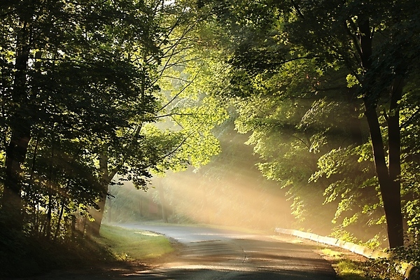 포토 JPG 해외이미지 나무 계절 도로 길 여행 단풍 낙엽 잎 자국 자연 아침 풍경 사람없음 빛 컬러풀 햇빛 태양 일출 환경 맑음 침묵 일몰 새벽 안개 광선 나뭇가지 시골 숲 신비 오솔길 마법 내추럴 방법 뿌연 삼림지대 해외포토 주간 자연요소 식물 컬러 컨셉 교통시설 날씨 노을 소리 생태계 파일형식 이미지허브