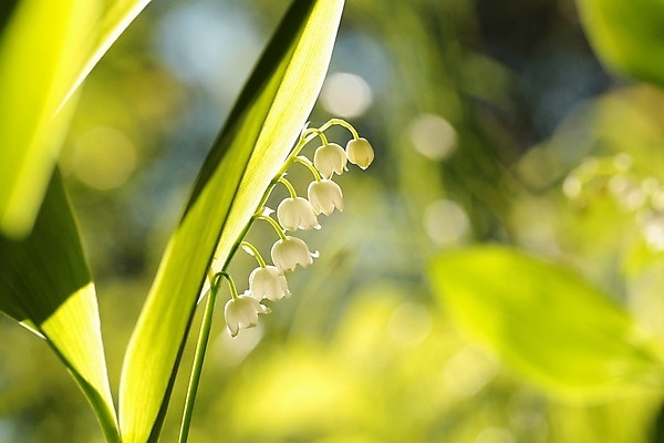 포토 JPG 해외이미지 식물 계절 꽃잎 꽃 줄기 백그라운드 잎 꽃무늬 자연 새로움 사람없음 야외 초록색 빛 햇빛 태양 일출 환경 계곡 봄 새벽 활발 들꽃 흰색 신선 개화 숲 백합 묘사 향기 꽃가루 취급주의 해외포토 자연요소 컬러 컨셉 무늬 경고 노을 가루 생태계 냄새 파일형식 이미지허브