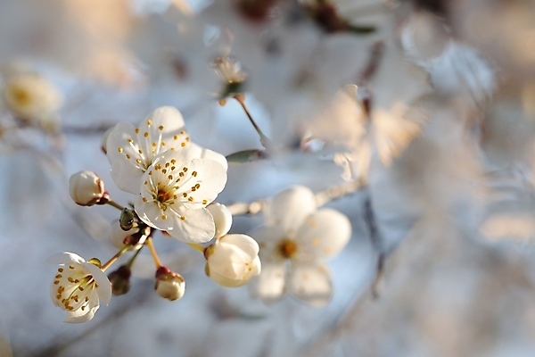 포토 JPG 해외이미지 나무 식물 계절 꽃잎 꽃 분홍색 백그라운드 꽃무늬 과일 자연 풍경 사람없음 야외 장식 컬러풀 햇빛 태양 뷰티 일출 환경 정원 일몰 봄 새벽 활발 성장 벚꽃 흰색 나뭇가지 신선 개화 체리 사과 과수원 4월 아로마 꽃가루 내추럴 강렬 꽃수술 취급주의 해외포토 자연요소 컬러 컨셉 무늬 농업 경고 노을 날짜 가루 생태계 파일형식 이미지허브