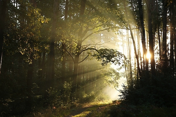 포토 JPG 해외이미지 나무 계절 공원 도로 길 여행 백그라운드 낙엽 잎 오렌지 자국 자연 아침 풍경 사람없음 야외 빛 햇빛 태양 일출 환경 맑음 일몰 새벽 하이킹 안개 가을 나뭇가지 시골 숲 신비 오솔길 공상 마법 방법 뿌연 해외포토 주간 자연요소 식물 공공시설 컨셉 과일 교통시설 레저 날씨 노을 생태계 파일형식 이미지허브
