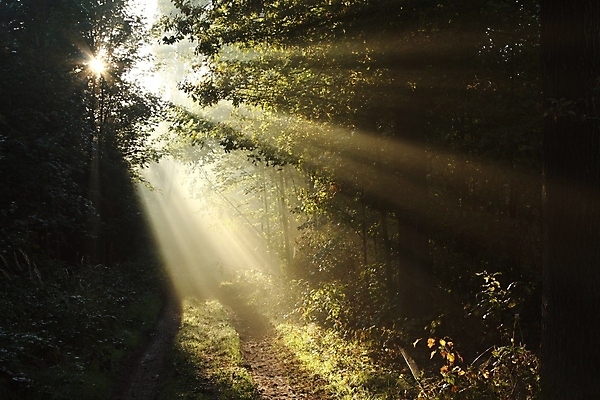 포토 JPG 해외이미지 나무 계절 공원 도로 길 여행 낙엽 자국 자연 아침 그림자 풍경 사람없음 빛 컬러풀 햇빛 태양 일출 환경 맑음 일몰 새벽 안개 광선 가을 나뭇가지 시골 숲 신비 오솔길 공상 마법 내추럴 방법 뿌연 삼림지대 해외포토 주간 자연요소 식물 공공시설 컬러 컨셉 잎 교통시설 날씨 노을 생태계 파일형식 이미지허브