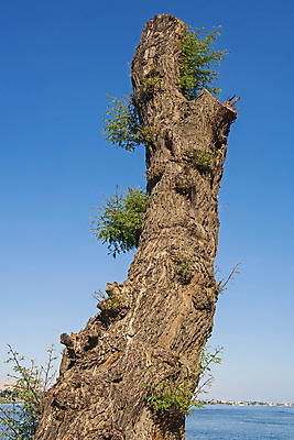 포토 JPG 해외이미지 나무 식물 잎 자연 하늘 이집트 풍경 사람없음 야외 물 여름 파란색 강 환경 시골 거친 강가 묘사 질감 나무껍질 내추럴 총쏘기 해외포토 자연요소 계절 컬러 모션 아프리카 껍질 생태계 파일형식 이미지허브