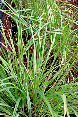 포토 JPG 해외이미지 식물 전통 아시아 음식 줄기 잎 밭 농업 채소 재료 태국 자연 건강 요리 동양인 사람없음 야외 초록색 농작물 약 농장 환경 정원 성장 신선 다발 레몬 허브 향신료 유기농 날것 아로마 향 내추럴 채식주의자 해외포토 웰빙 나라 산업 컬러 과일 의학 인종 생태계 채식 향미료 파일형식 이미지허브