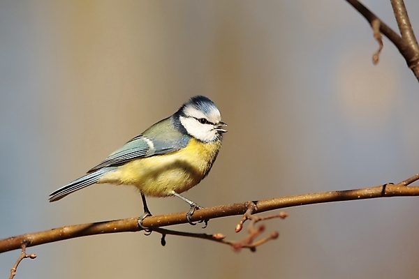 포토 JPG 해외이미지 나무 응시 공원 유럽 야생동물 백그라운드 날개 자연 조류 하늘 아침 사람없음 야외 파란색 빛 컬러풀 햇빛 노란색 머리 환경 새벽 가을 나뭇가지 숲 깃털 묘사 부리 서식지 내추럴 해외포토 주간 자연요소 식물 동물 시선 계절 공공시설 나라 컬러 신체부위 태양 생태계 파일형식 이미지허브