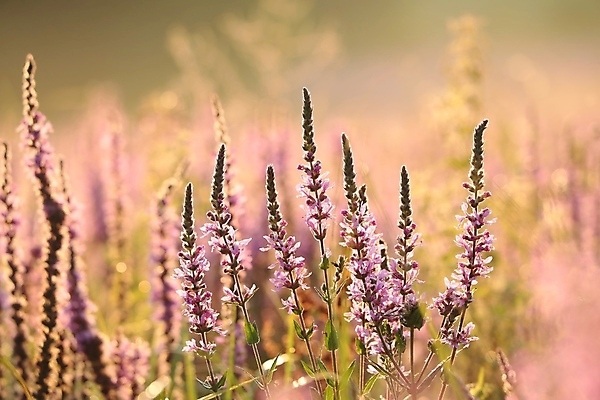 포토 JPG 해외이미지 식물 계절 꽃잎 꽃 분홍색 백그라운드 꽃무늬 밭 자연 사람없음 빛 컬러풀 햇빛 태양 일출 환경 정원 보라색 일몰 새벽 활발 들꽃 벚꽃 시골 신선 개화 이슬 허브 제비꽃 묘사 아로마 꽃가루 라벤더 많음 해외포토 자연요소 컬러 컨셉 무늬 농업 노을 가루 생태계 파일형식 이미지허브