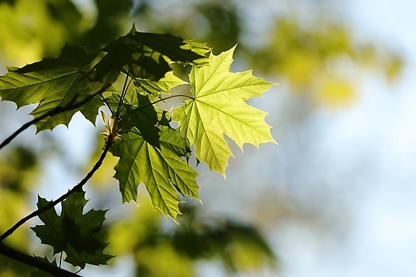 포토 JPG 해외이미지 나무 식물 계절 공원 백그라운드 단풍 낙엽 잎 자연 벽지 새로움 풍경 사람없음 야외 초록색 빛 컬러풀 햇빛 태양 노란색 환경 봄 활발 가을 나뭇가지 신선 황금 숲 싱글 유기농 내추럴 강렬 해외포토 자연요소 웰빙 공공시설 컬러 컨셉 생태계 파일형식 이미지허브
