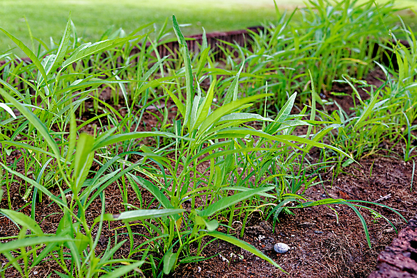 포토 JPG 해외이미지 식물 접시 아시아 음식 백그라운드 잎 밭 농업 다이어트 채소 태국 자연 아침 건강 요리 동양인 사람없음 야외 초록색 여름 농장 환경 정원 중국 흙 샐러드 성장 시골 신선 유기농 원예 질감 날것 시금치 내추럴 밭일 채식주의자 비건 영광군 해외포토 주간 식기 웰빙 계절 나라 산업 컬러 인종 취미 전라남도 생태계 채식 파일형식 이미지허브