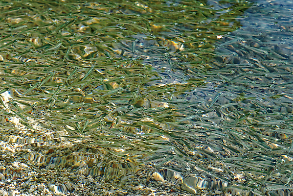 포토 JPG 해외이미지 동물 파도 바다 여행 백그라운드 학교 태국 자연 벽지 표면 바닥 어류 사람없음 야외 초록색 물 여름 빛 컬러풀 반사 환경 수중 수영 놀람 흰색 신선 투명 그룹 군중 작음 질감 암초 내추럴 해외포토 자연요소 계절 교육 감정 아시아 컬러 표정 사람 수중동물 수상스포츠 크기 생태계 파일형식 이미지허브