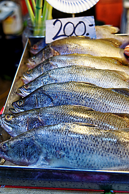 포토 JPG 해외이미지 동물 전통 아시아 음식 바다 다이어트 재료 태국 자연 낚시 건강 어류 요리 동양인 사람없음 쇼핑 머리 세일 식사 추위 신선 잡기 시장 닫기 맛 은색 먹기 해산물 피부 유기농 날것 내추럴 단백질 많음 해외포토 웰빙 나라 컬러 컨셉 모션 레저 인종 신체부위 수중동물 생태계 영양소 파일형식 이미지허브