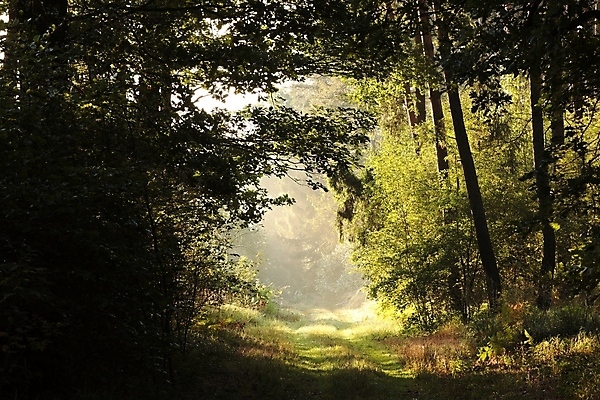 포토 JPG 해외이미지 나무 식물 계절 공원 도로 길 여행 백그라운드 낙엽 잎 오렌지 자국 자연 아침 풍경 사람없음 야외 목재 빛 컬러풀 햇빛 태양 일출 환경 맑음 일몰 새벽 하이킹 안개 가을 시골 숲 신비 오솔길 마법 내추럴 방법 뿌연 해외포토 주간 자연요소 공공시설 컬러 컨셉 과일 재료 교통시설 레저 날씨 노을 생태계 파일형식 이미지허브