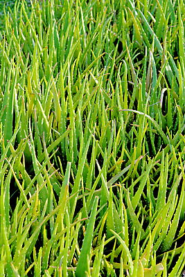 포토 JPG 해외이미지 식물 백그라운드 잎 농업 자연 선인장 건강 사람없음 치료 초록색 뷰티 약 농장 건강관리 환경 정원 주스 화장품 성장 신선 약초 허브 피부 묘사 피부관리 유기농 내추럴 생태학 알로에 해외포토 웰빙 교육 산업 음료 컬러 의학 관리 신체부위 풀_식물 생태계 파일형식 이미지허브