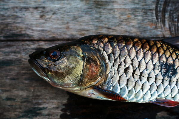 포토 JPG 해외이미지 동물 아시아 호수 음식 백그라운드 농업 재료 태국 자연 낚시 어류 요리 사람없음 물 강 농장 세일 검은색 수확 흰색 연못 신선 잡기 시장 큼 오브젝트 눈금 꼬리 날것 지느러미 잉어 내추럴 고립 민물 해외포토 자연요소 나라 산업 컬러 모션 레저 수중동물 크기 생태계 파일형식 이미지허브