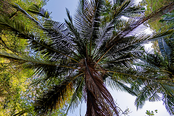 포토 JPG 해외이미지 나무 식물 구름 실루엣 섬 여행 백그라운드 잎 자연 하늘 휴가 휴식 손바닥 풍경 사람없음 야외 초록색 여름 파란색 야자수 햇빛 태양 맑음 침묵 수확 나뭇가지 큼 휴양지 코코넛 내추럴 떠남 이국적 파라다이스 해외포토 자연요소 손 계절 컬러 컨셉 농업 과일 모션 날씨 촬영기법 소리 장소 크기 생태계 파일형식 이미지허브