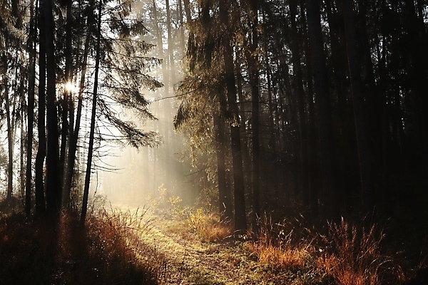 포토 JPG 해외이미지 나무 공원 도로 길 여행 자국 자연 아침 그림자 풍경 사람없음 야외 목재 빛 햇빛 태양 일출 환경 침묵 일몰 새벽 하이킹 안개 광선 가을 소나무 숲 신비 오솔길 공상 침엽수 마법 내추럴 강렬 뿌연 삼림지대 가문비나무 해외포토 주간 자연요소 식물 계절 공공시설 컨셉 재료 교통시설 레저 날씨 노을 소리 생태계 파일형식 이미지허브