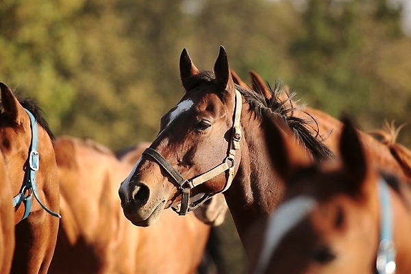 포토 JPG 해외이미지 나무 응시 실루엣 백그라운드 밭 포유류 자연 아침 풍경 사람없음 야외 여름 빛 컬러풀 햇빛 태양 뷰티 농장 갈색 머리 일출 침묵 일몰 활발 자녀 시골 그림 갈기 조랑말 내추럴 망아지 해외포토 주간 자연요소 식물 동물 시선 계절 새끼 컬러 컨셉 농업 촬영기법 신체부위 노을 소리 말_동물 생태계 파일형식 이미지허브