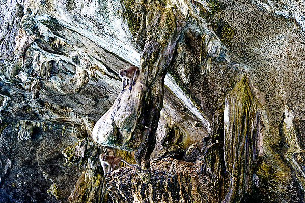 포토 JPG 해외이미지 동물 아시아 야생동물 모래 바다 섬 여행 포유류 태국 자연 하늘 휴가 휴식 산 손바닥 풍경 사람없음 물 여름 관광지 야자수 맑음 침묵 원숭이 만 고급 휴양지 석호 내추럴 안다만 이국적 푸켓 해외포토 자연요소 나무 손 계절 나라 컨셉 날씨 소리 장소 생태계 파일형식 이미지허브