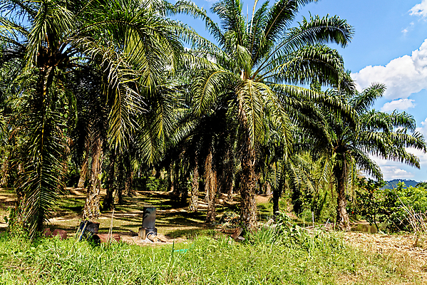 포토 JPG 해외이미지 나무 식물 공원 아시아 여행 백그라운드 잎 태국 자연 날씨 손바닥 풍경 사람없음 야외 목재 초록색 물 여름 강 햇빛 환경 개울 황무지 숲 열대우림 대나무 명상 뿌리 내추럴 이국적 파라다이스 해외포토 자연요소 손 계절 공공시설 나라 컬러 재료 태양 생태계 파일형식 이미지허브
