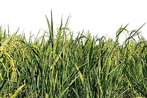 포토 JPG 해외이미지 식물 계절 음식 백그라운드 잎 밭 농업 자연 풍경 사람없음 야외 초록색 농작물 농장 환경 봄 성장 시골 흰배경 내추럴 고립 밭일 해외포토 산업 컬러 흰색 생태계 파일형식 이미지허브