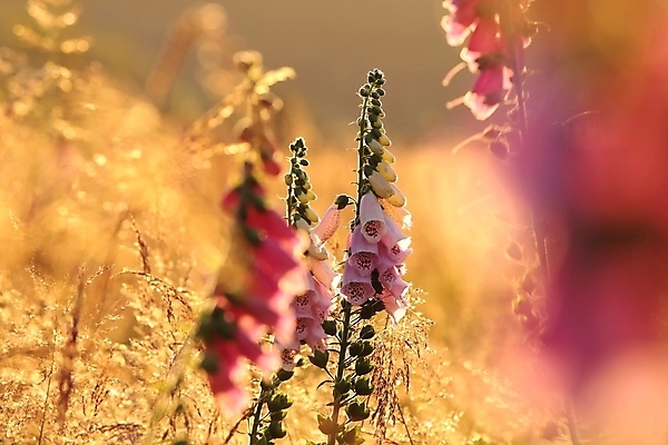 포토 JPG 해외이미지 식물 디자인 꽃잎 꽃 줄기 분홍색 백그라운드 컨셉 꽃무늬 밭 오렌지 자연 풍경 사람없음 야외 여름 빛 컬러풀 햇빛 태양 뷰티 일출 환경 정원 보라색 일몰 봄 새벽 들꽃 성장 벚꽃 신선 개화 허브 꽃가루 내추럴 해외포토 자연요소 계절 컬러 무늬 농업 과일 노을 가루 생태계 파일형식 이미지허브