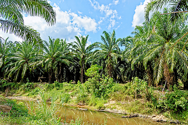 포토 JPG 해외이미지 나무 식물 공원 아시아 여행 백그라운드 잎 태국 자연 날씨 손바닥 풍경 사람없음 야외 목재 초록색 물 여름 강 햇빛 환경 개울 황무지 숲 열대우림 대나무 명상 뿌리 내추럴 이국적 파라다이스 해외포토 자연요소 손 계절 공공시설 나라 컬러 재료 태양 생태계 파일형식 이미지허브