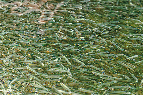 포토 JPG 해외이미지 동물 파도 바다 여행 백그라운드 학교 태국 자연 벽지 표면 바닥 어류 사람없음 야외 초록색 물 여름 빛 컬러풀 반사 환경 수중 수영 놀람 흰색 신선 투명 그룹 군중 작음 질감 암초 내추럴 해외포토 자연요소 계절 교육 감정 아시아 컬러 표정 사람 수중동물 수상스포츠 크기 생태계 파일형식 이미지허브