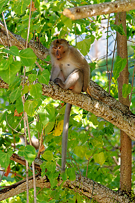포토 JPG 해외이미지 동물 아시아 야생동물 모래 바다 섬 여행 포유류 태국 자연 하늘 휴가 휴식 산 손바닥 풍경 사람없음 물 여름 관광지 야자수 맑음 침묵 원숭이 만 고급 휴양지 석호 내추럴 안다만 이국적 해외포토 자연요소 나무 손 계절 나라 컨셉 날씨 소리 장소 생태계 파일형식 이미지허브
