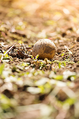 포토 JPG 해외이미지 주간 감자 사람없음 야외 아웃포커스 농작물 한개 소프트포커스 해외포토 자연요소 1 농업 채소 촬영기법 파일형식 이미지허브