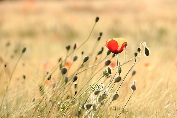 포토 JPG 해외이미지 식물 꽃잎 꽃 실루엣 백그라운드 밭 농업 자연 아침 사람없음 야외 빨간색 빛 농작물 컬러풀 햇빛 태양 뷰티 일출 환경 일몰 봄 새벽 활발 들꽃 성장 벚꽃 시골 신선 개화 묘사 꽃가루 양귀비 내추럴 해외포토 주간 자연요소 계절 산업 컬러 컨셉 촬영기법 노을 가루 생태계 파일형식 이미지허브
