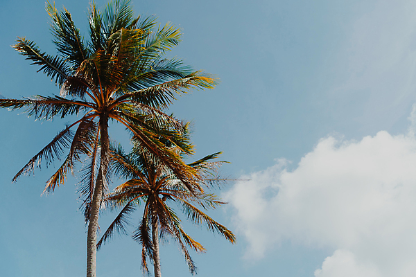 포토 JPG 해외이미지 주간 구름 하늘 사람없음 야외 여름 야자수 여름풍경 해외포토 자연요소 나무 계절 풍경 파일형식 여름_계절 이미지허브