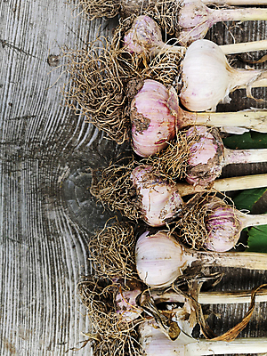 포토 JPG 해외이미지 식물 음식 채소 전구 자연 마늘 사람없음 농작물 정원 흙 수확 성장 신선 다발 수집 유기농 원예 뿌리 먼지 밭일 원예사 해외포토 직업 웰빙 농업 취미 생태계 파일형식 이미지허브