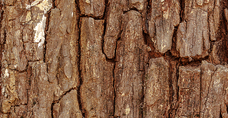 포토 JPG 해외이미지 나무 식물 공원 선 백그라운드 패턴 자연 표면 날씨 건조 사람없음 목재 갈색 환경 회색 나뭇가지 거친 역사 보호 숲 낟알 장작 피부 묘사 질감 날것 나무껍질 코르크 잡동사니 거인 내추럴 수목 썩음 옛날 울퉁불퉁 해외포토 공공시설 컬러 컨셉 무늬 재료 신체부위 껍질 생태계 파일형식 이미지허브