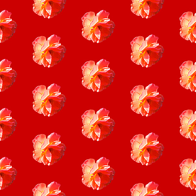 포토 JPG 해외이미지 꽃 백그라운드 패턴 사람없음 빨간색 패턴백그라운드 해외포토 식물 컬러 무늬 파일형식 이미지허브