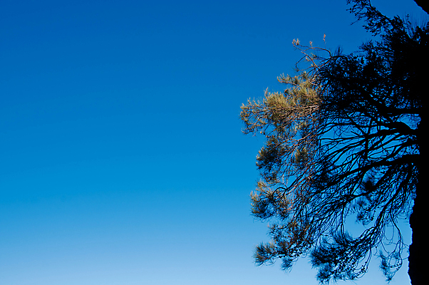 포토 JPG 해외이미지 나무 식물 계절 백그라운드 잎 자연 사람없음 야외 목재 초록색 환경 맑음 봄 나뭇가지 소나무 숲 상록수 침엽수 전나무 원뿔 내추럴 벨로루시 양치류 해외포토 도형 컬러 재료 날씨 생태계 파일형식 이미지허브