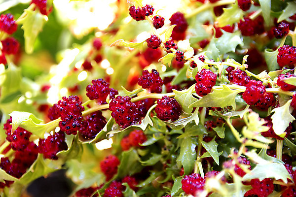 포토 JPG 해외이미지 식물 열매 아침 사람없음 봄 시금치 해외포토 주간 계절 채소 파일형식 이미지허브