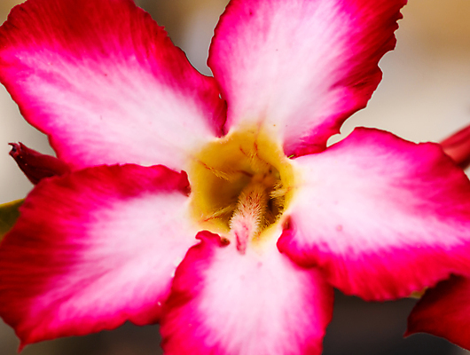 포토 JPG 해외이미지 식물 공원 꽃잎 꽃 잎 꽃무늬 태국 자연 풍경 사람없음 빨간색 여름 컬러풀 뷰티 장미 정원 사막 성장 벚꽃 개화 냄비 백합 진달래 생물학 내추럴 거짓 해외포토 계절 공공시설 교육 아시아 컬러 무늬 솥 생태계 파일형식 이미지허브