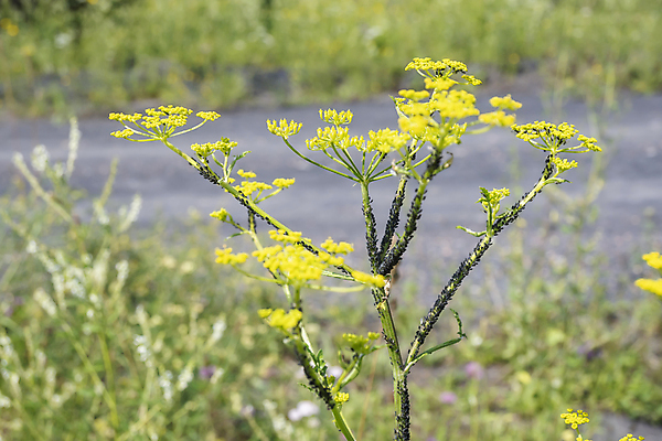 포토 JPG 해외이미지 식물 꽃 줄기 곤충 잎 농업 자연 바람 생물 사람없음 계란 검은색 손상 그룹 해충 벌레 질병 군중 위험 작음 허브 생물학 애벌레 개미 기생충 식민지 많음 해외포토 자연요소 동물 교육 산업 컬러 컨셉 의학 날씨 사람 알 바이러스 크기 생태계 파일형식 이미지허브