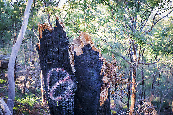 포토 JPG 해외이미지 나무 자연 불 날씨 사람없음 야외 초록색 갈색 환경 검은색 나뭇가지 호주 숲 땅 깨짐 화상 해외포토 자연요소 식물 컬러 컨셉 오세아니아 상처 생태계 파일형식 이미지허브