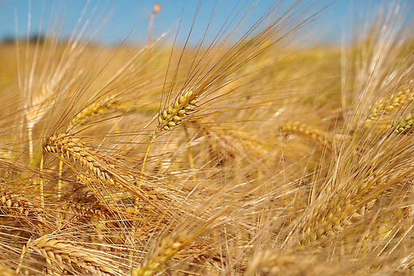 포토 JPG 해외이미지 식물 계절 꽃잎 꽃 꽃무늬 밭 농업 자연 파노라마 옥수수 사람없음 야외 농장 환경 성장 벚꽃 시골 신선 개화 생태계 내추럴 해외포토 산업 무늬 곡류 촬영기법 파일형식 이미지허브