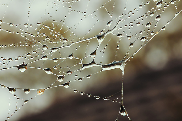 포토 JPG 해외이미지 음식 곤충 절지류 사람없음 야외 물 정원 웹 젖음 물방울 실 먹이 실크 거미 올가미 해외포토 자연요소 동물 인터넷 직물 파일형식 이미지허브