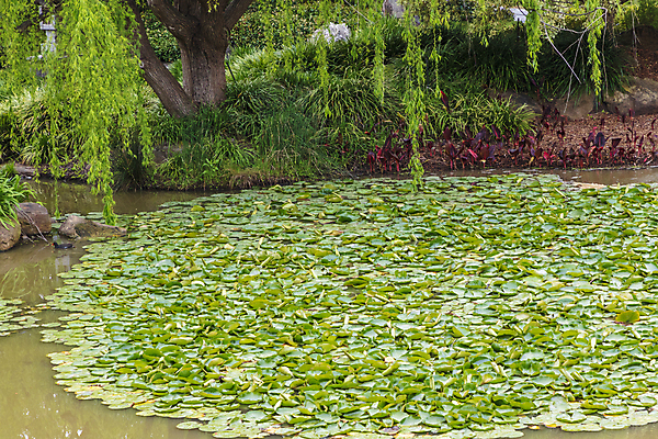 포토 JPG 해외이미지 식물 꽃 호수 잎 자연 표면 사람없음 야외 초록색 물 갈색 환경 성장 연못 호주 원예 해외포토 자연요소 컬러 취미 오세아니아 생태계 파일형식 이미지허브