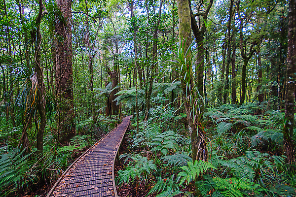 포토 JPG 해외이미지 나무 식물 계절 공원 길 섬 여행 자국 자연 풍경 사람없음 야외 목재 초록색 뷰티 정원 봄 하이킹 성장 숲 큼 오솔길 뉴질랜드 북쪽 거인 내추럴 양치류 옛날 전국 해외포토 공공시설 컬러 재료 레저 오세아니아 크기 방향 생태계 파일형식 이미지허브