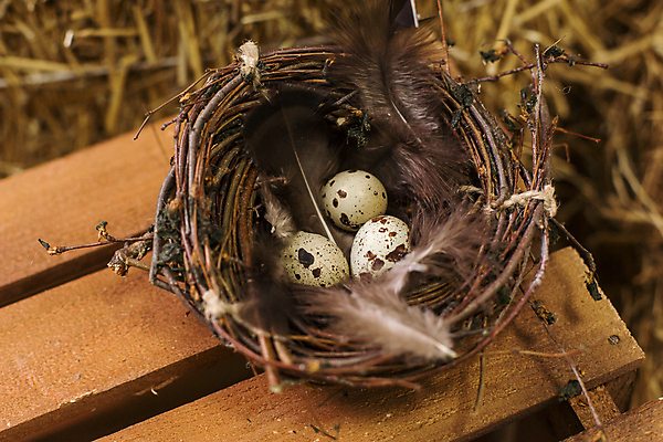 포토 JPG 해외이미지 동물 전통 디자인 계절 행복 음식 백그라운드 컨셉 조류 휴가 이벤트 사람없음 목재 장식 초록색 파란색 컬러풀 갈색 노란색 바구니 축제 화환 봄 수확 흰색 시골 축하 신선 그룹 둥지 볏짚 작음 심볼 깃털 오브젝트 유기농 부활절계란 밀짚 내추럴 핸드메이드 해외포토 나무 웰빙 꽃 감정 컬러 농업 재료 부활절 계란 짚 크기 파일형식 이미지허브