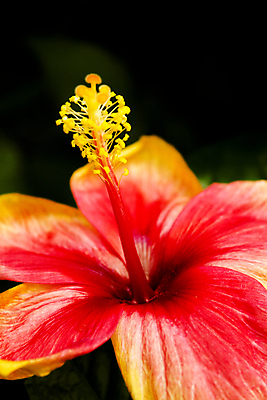 포토 JPG 해외이미지 스튜디오촬영 자연 사람없음 빨간색 히비스커스 해외일러스트 꽃 컬러 실내 생태계 파일형식 이미지허브