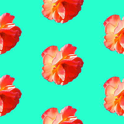포토 JPG 해외이미지 꽃 백그라운드 패턴 사람없음 빨간색 패턴백그라운드 민트색 해외포토 식물 컬러 무늬 파일형식 이미지허브