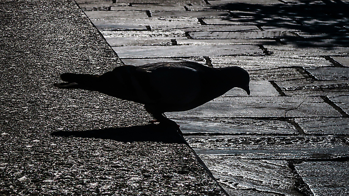 포토 JPG 해외이미지 동물 도로 겨울 벤치 자연 갈매기 조류 거리 흑백 그림자 서기 사람없음 야외 목재 물 걷기 검은색 흙 조약돌 개 작음 비둘기 부리 까마귀 콘크리트 해외포토 자연요소 나무 계절 길 컬러 의자 재료 포유류 교통시설 모션 촬영기법 돌_바위 크기 생태계 파일형식 이미지허브