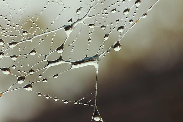 포토 JPG 해외이미지 음식 곤충 절지류 사람없음 야외 물 정원 웹 젖음 물방울 실 먹이 실크 거미 올가미 해외포토 자연요소 동물 인터넷 직물 파일형식 이미지허브