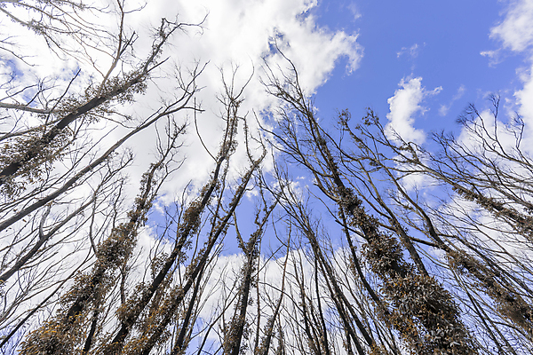 포토 JPG 해외이미지 나무 식물 잎 자연 하늘 사람없음 야외 초록색 파란색 갈색 환경 올려보기 덮개 흰색 나뭇가지 호주 숲 땅 해외포토 컬러 모션 뚜껑 오세아니아 생태계 파일형식 이미지허브